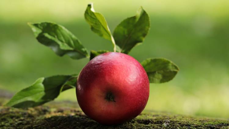 আপেল খাওয়ার ১০টি স্বাস্থ্য উপকারিতা !