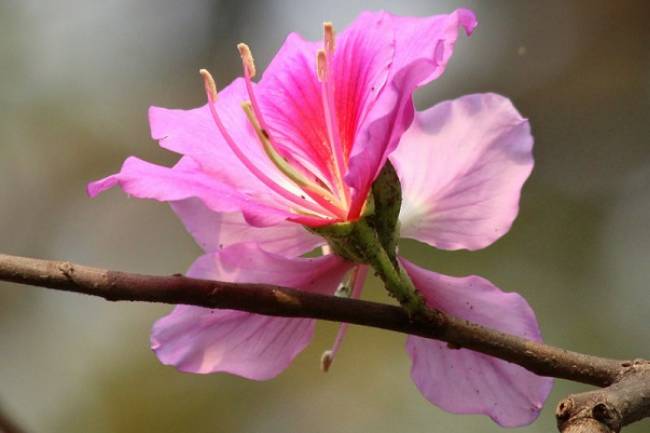 ফুলের ভেষজ গুণ